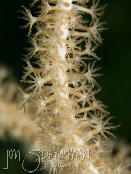 belize_120724_04vict_0016w