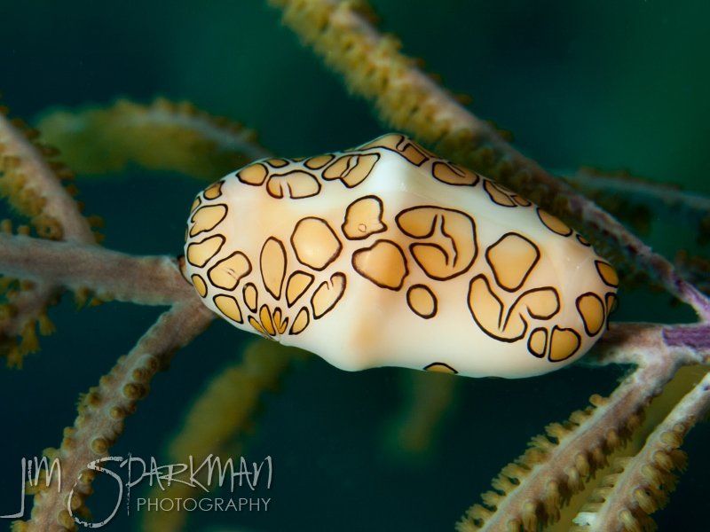 belize_120724_05merm_0055w