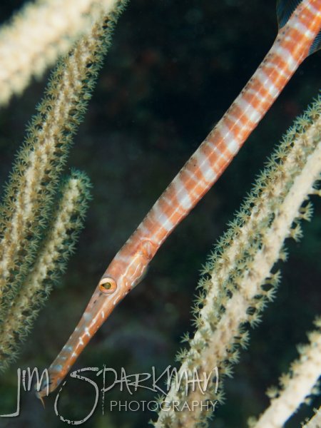 belize_120724_05merm_0063w