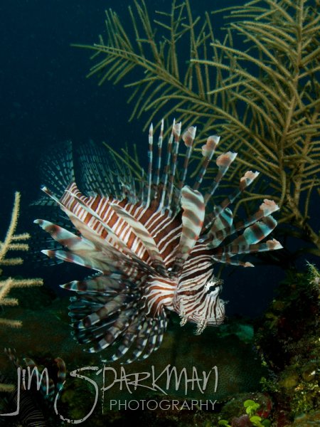 belize_120727_14merm_0052w