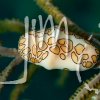 belize_120724_05merm_0055w