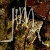 Crustaceans » Lobsters