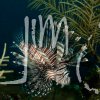 belize_120727_14merm_0052w
