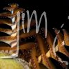Worms » Christmas Tree
