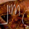 Crustaceans » Crabs
