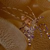 Crustaceans » Shrimps