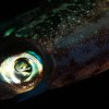 Mollusks » Squid