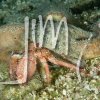 Crustaceans » Hermits