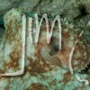 Mollusks » Octopus