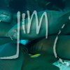 Sharks and Rays