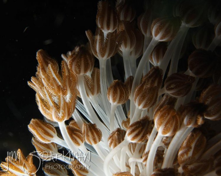 _MG_5880