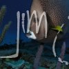Fish » Angelfish