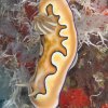 Mollusks » Nudibranchs