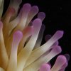 Cnidarians » Anemones