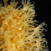 Corals