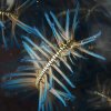 Echinoderms