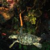 Turtles
