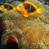 Fish » Anemonefish