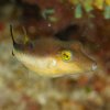 Fish » Pufferfish