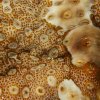 Echinoderms » Sea Cucumbers