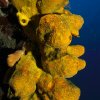 Sponges