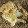 Mollusks