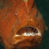 Fish » Frogfish