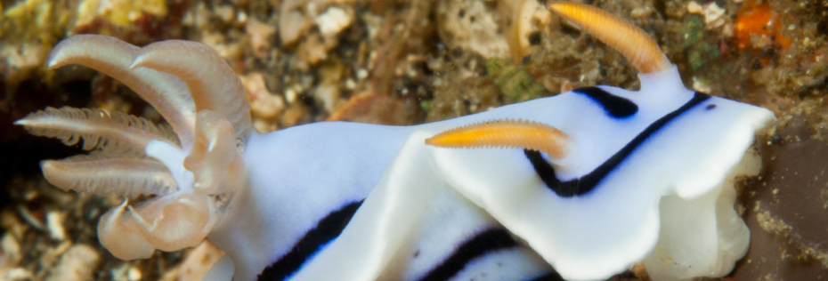 lembeh_110904_25nudi_6421sl